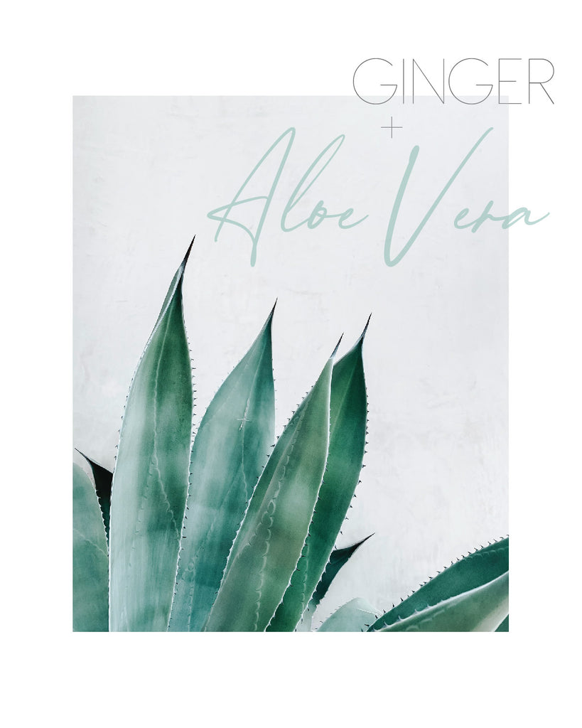 Ginger + Aloe Vera