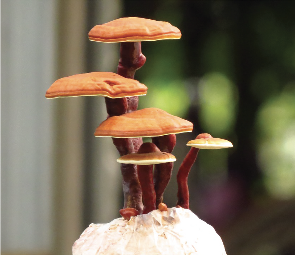 All about MUSHROOMS -  Cordycep + Reishi